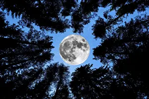A view of the Super Moon with pine trees forest silhouette in the foreground
