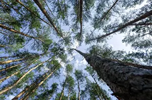 Bottom view of tall pine trees in the forest against the sky and clouds nature background