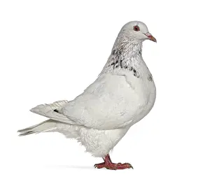 Side view of a Texan pigeon isolated on white