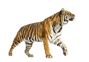 Side view of a Tiger walking away