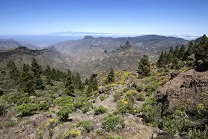 View from the trail around the Roque Nublo on blooming vegetation