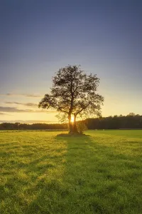 View of a tree standing alone in a meadow in the sunset