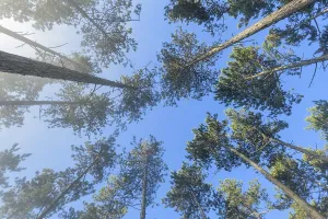 View in the tree tops of a pine forest in the morning with fog