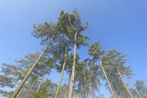 View in the tree tops of a pine forest in the morning with fog