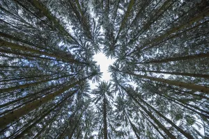 View into the treetops of a coniferous forest in winter