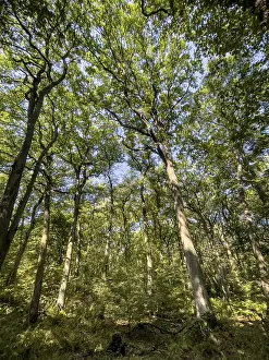 View from below into treetops of deciduous trees Deciduous trees in mixed forest