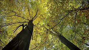 View of treetops with yellow-green leaves in autumn forest and sunlight