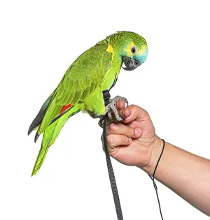 Side view of Turquoise-fronted amazon hold in a human hand with an harness