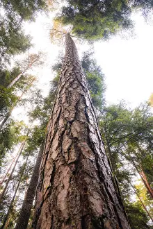 View upwards along a high tree trunk into the sky