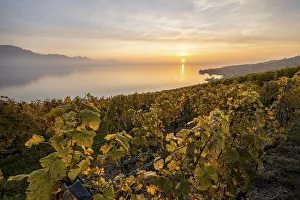 View of vineyards and Lake Geneva from the winegrowing village of Epesses