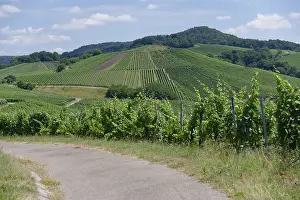 View of the vineyards near Michelbach am Wald