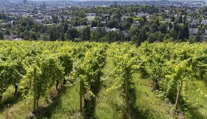 View of vineyards and villas from the Neroberg