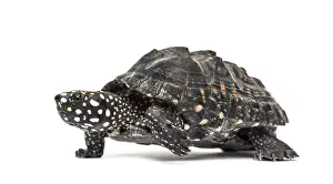 Side view of a Walking Black pond turtle