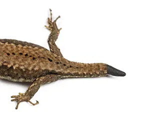 Top view of a Wall lizard with its tail cut