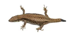 Top view of a Wall lizard with its tail cut