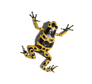 Top view of a Yellow-banded poison dart frog