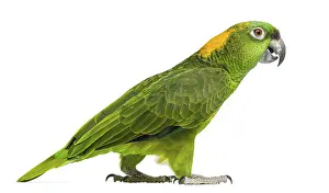 Side view of a Yellow-naped parrot walking (6 years old)