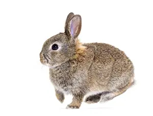 Side view of a Young bunny European rabbit