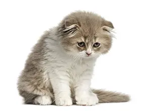 Front view of a Young Highland Fold kitten sitting and looking down isolated on white