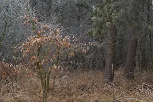 View of young oak tree growing at the edge of the forest with frozen hoarfrost