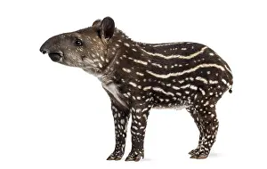 Side view of a young South american tapir