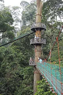 Viewing platforms at a tapang (Koompassia excelsa) in the rainforest