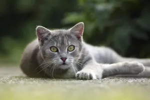 Village cat, tabby silver gray
