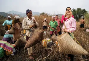 Villagers participate in a community fishing event on the occasion of the Bhogali Bihu festival at Panbari village in Assam on 13 January 2025