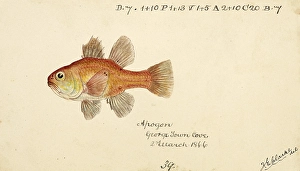 Vincentia conspera, Southern Cardinalfish, fish, reproduction of an original, by Frank Edward Clarke (b. 1849, d. 1899), ichthyologist and scientific draughtsman