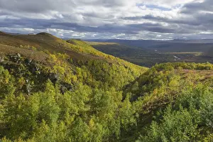 Category Scandinavia Prints: Vindelfjaellen in autumn, Vaesterbotten County