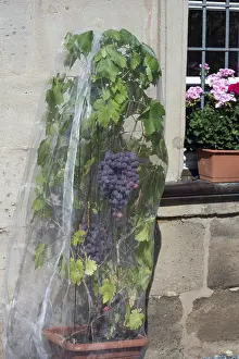 Vine with grapes with a net protected against birds