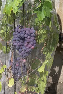 Vine with grapes with a net protected against birds