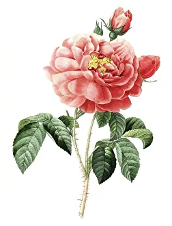 Vinegar Rose, Gallica Rose, Rosa gallica