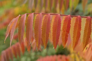 Vinegar tree leaves (Rhus typhina)