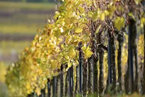 Vines, vines with autumn leaves