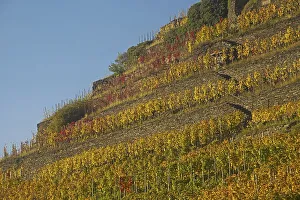 Vineyard in autumn, red wine-growing region of the Pinot Noir and Portuguese grape varieties