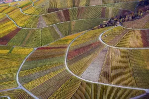 Vineyard in autumn, the vines show themselves in bright colours