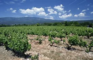 Vineyard in front of Mont Ventoux