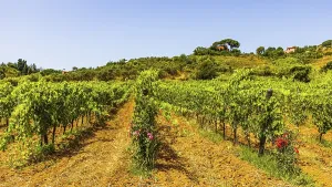 Vineyard near the Arrighi winery