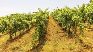 Vineyard near the Arrighi winery