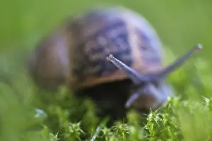 Vineyard snail (Helix pomatia) in moss