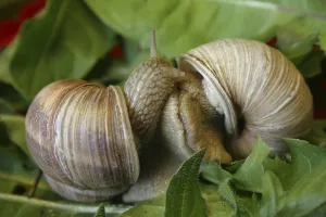 Two vineyard snails during love foreplay