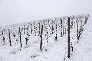 Vineyard with snow-covered vines and cold atmosphere