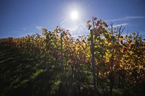 Vineyard, vines, grapevines, viticulture