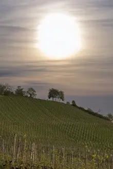 Vineyard, viticulture, budding