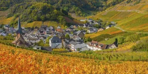 Vineyards in autumn, Mayschoss