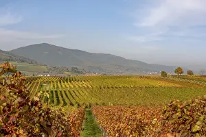 Vineyards in golden autumn colours under a blue sky