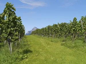Vineyards with mountain tops (Vitis vinifera)
