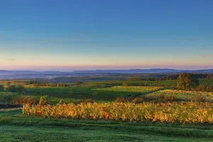Vineyards near Langenlois, Lower Austria, Austria