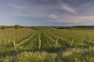 Vineyards at sunrise in Langenlois